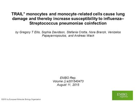 TRAIL + monocytes and monocyte ‐ related cells cause lung damage and thereby increase susceptibility to influenza– Streptococcus pneumoniae coinfection.