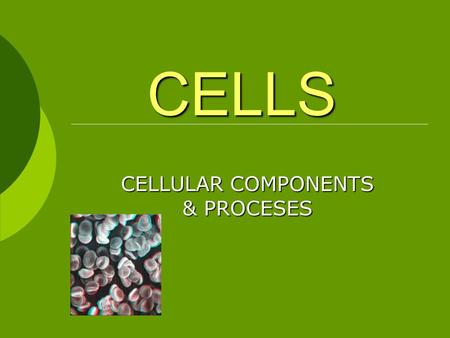 CELLS CELLULAR COMPONENTS & PROCESES. MODERN CELL THEORY 1. The cell is the unit of structure and function in living things. 2. All cells arise from preexisting.