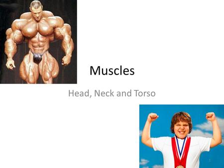 Muscles Head, Neck and Torso.
