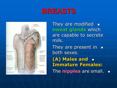 BREASTS They are modified sweat glands which are capable to secrete milk. They are present in both sexes. (A) Males and Immature Females: The nipples are.