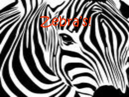 Zebra’s!. Description Kingdom: Animalia Phylum: Chordata Class: Mammalia Order: Perissodactyla Family: Equidae Sub family :Equine Length: 86.6 inches.