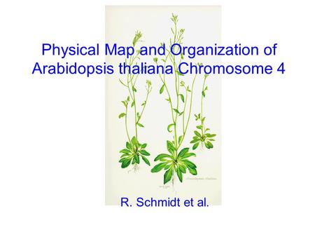 Physical Map and Organization of Arabidopsis thaliana Chromosome 4