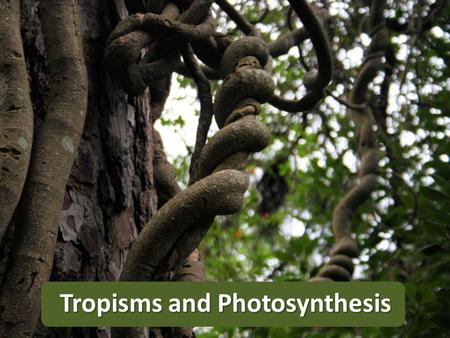 Tropisms and Photosynthesis. Tropisms Tropism is the growth of a plant towards or away from a stimulus A Stimulus is something that causes change like.
