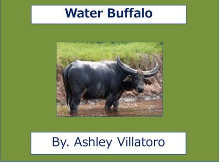 Water Buffalo By. Ashley Villatoro. aaa Animal Facts Description Water Buffaloes are in many different colors such as tan, brown, and grey. Water Buffaloes.