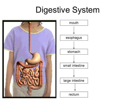 Digestive System mouth esophagus stomach small intestine large intestine rectum.
