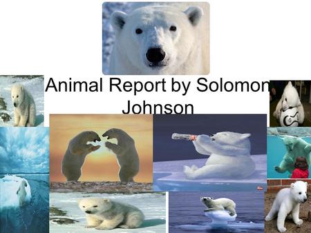 Animal Report by Solomon Johnson