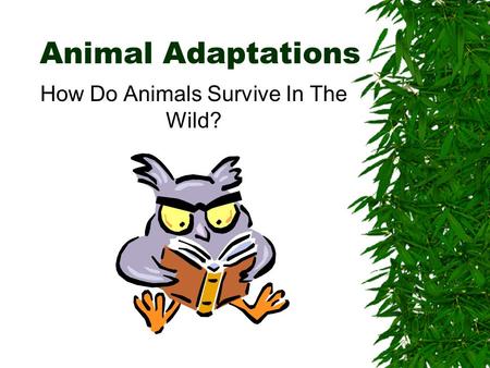 How Do Animals Survive In The Wild?