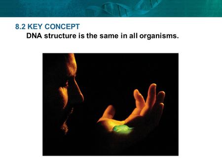 8.2 KEY CONCEPT DNA structure is the same in all organisms.