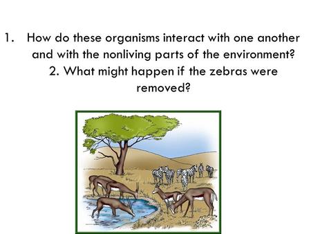 1.How do these organisms interact with one another and with the nonliving parts of the environment? 2. What might happen if the zebras were removed?