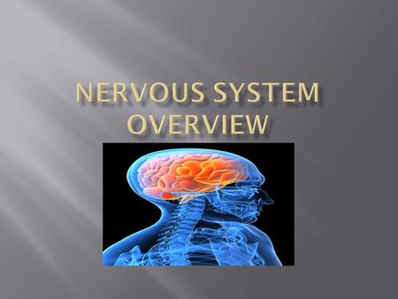  Central Nervous System (CNS)  Peripheral Nervous System (PNS)