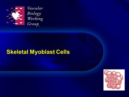 Skeletal Myoblast Cells. 2 Skeletal myoblasts Derived from satellite cells in skeletal muscle With appropriate stimulus, satellite cells differentiate.