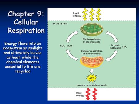Chapter 9: Cellular Respiration Energy flows into an ecosystem as sunlight and ultimately leaves as heat, while the chemical elements essential to life.