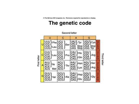 Features of the genetic code: Triplet codons (total 64 codons) Nonoverlapping Three stop or nonsense codons UAA (ocher), UAG (amber) and UGA (opal)