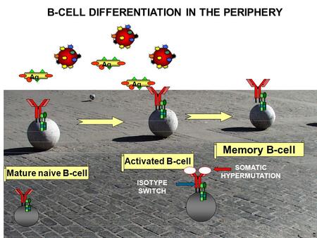 A a Activated B-cell Mature naive B-cell Memory B-cell B-CELL DIFFERENTIATION IN THE PERIPHERY SOMATIC HYPERMUTATION ISOTYPE SWITCH Ag.