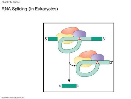 Chapter 14 Opener RNA Splicing (In Eukaryotes)