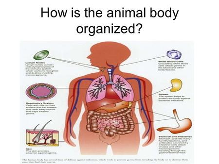 How is the animal body organized?
