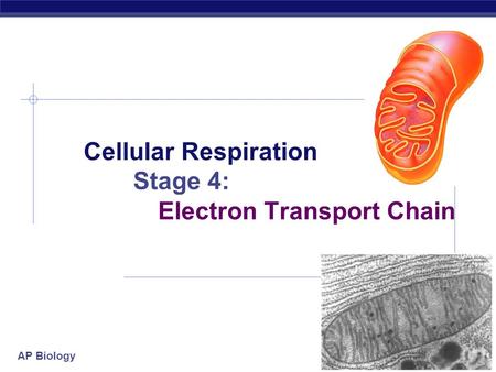 AP Biology 2006-2007 Cellular Respiration Stage 4: Electron Transport Chain.