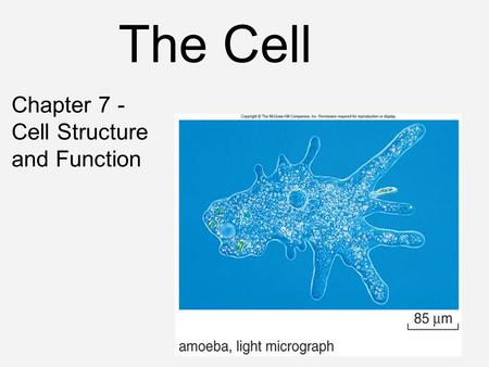 The Cell Chapter 7 - Cell Structure and Function.