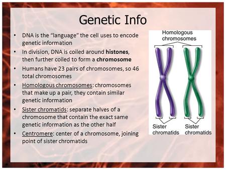 Genetic Info DNA is the “language” the cell uses to encode genetic information In division, DNA is coiled around histones, then further coiled to form.