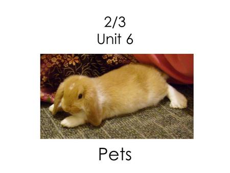 2/3 Unit 6 Pets. What is the hamster like? The hamster is small and soft.