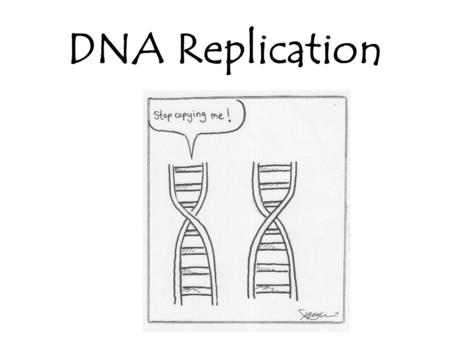 DNA Replication. Beginning of DNA Replication Begins at Origins of Replication Two strands open forming Replication Forks (Y-shaped region) New strands.