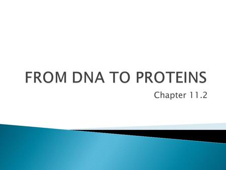 Chapter 11.2.  Relate the concept of the gene to the sequence of nucleotides in DNA  Sequence the steps involved in protein synthesis ◦ DNA  mRNA =