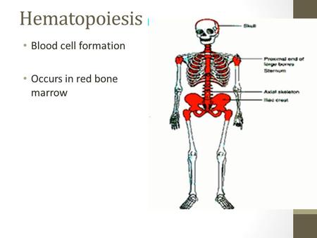 Hematopoiesis Blood cell formation Occurs in red bone marrow.