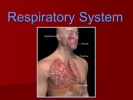 Respiratory System. Functions  Moves oxygen from the outside environment into the body  Removes carbon dioxide & water from the body.