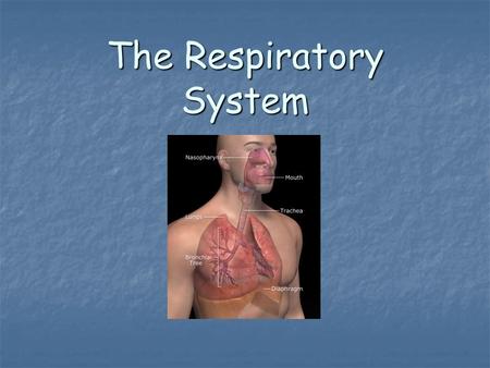 The Respiratory System. Function The main function of the Respiratory System is to get oxygen into the bloodstream and get carbon dioxide out of the bloodstream.