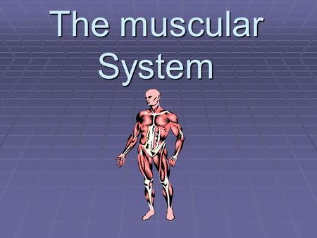 The muscular System. The muscular system is made up of… musclesandtendons.