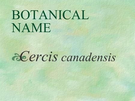BOTANICAL NAME  Cercis canadensis PRONUNCIATION  SIR - sis kan - a - DEN - sis.