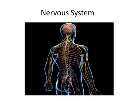 Nervous System. What are the functions of the nervous system? It receives information about what is happening both internal and external stimuli. It directs.