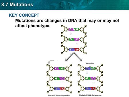 8.7 Mutations KEY CONCEPT Mutations are changes in DNA that may or may not affect phenotype.