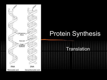 Protein Synthesis Translation  e.com/watch?v=_ Q2Ba2cFAew (central dogma song)  e.com/watch?v=_ Q2Ba2cFAew.