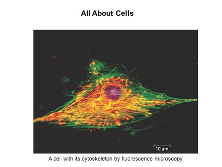 All About Cells A cell with its cytoskeleton by fluorescence microscopy.