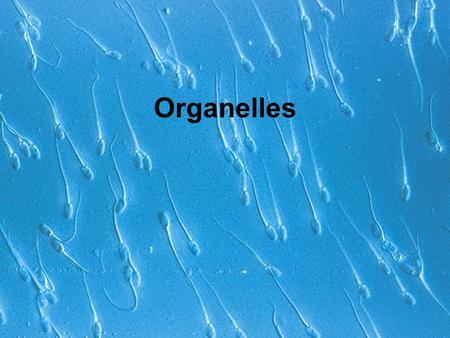 Organelles. Cells Smallest living unit Most are _________________.