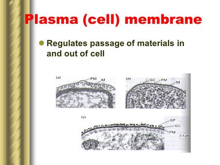 Plasma (cell) membrane Regulates passage of materials in and out of cell.