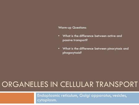 ORGANELLES IN CELLULAR TRANSPORT Endoplasmic reticulum, Golgi apparatus, vesicles, cytoplasm. Warm-up Questions: What is the difference between active.