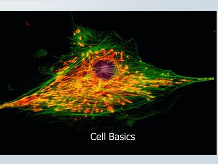 Cell Basics Introduction to Cells A. Cells are the basic units of organisms B. Cells can only be observed under a microscope C. Basic types of cells: