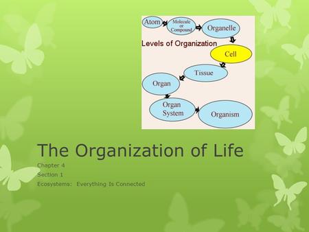 The Organization of Life Chapter 4 Section 1 Ecosystems: Everything Is Connected.