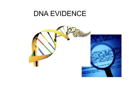 DNA EVIDENCE. What is DNA? DNA stands for deoxyribonucleic acid and contains genetic information. DNA is a polymer composed of building blocks called.