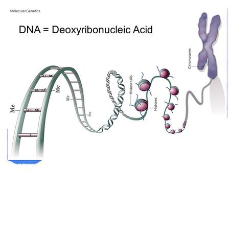 Molecular Genetics DNA = Deoxyribonucleic Acid. Chromosomes are tightly coiled and compacted DNA DNA is twisted and wrapped around organizing proteins.