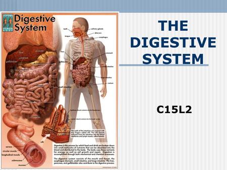 THE DIGESTIVE SYSTEM C15L2 Two types of digestion mechanical digestion chemical digestion.