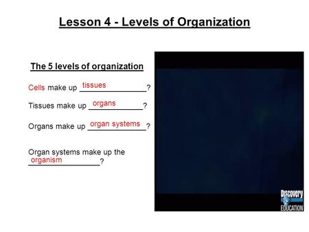 Lesson 4 - Levels of Organization