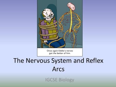 The Nervous System and Reflex Arcs IGCSE Biology.