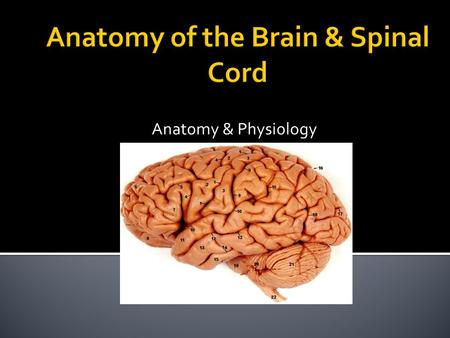 Anatomy of the Brain & Spinal Cord