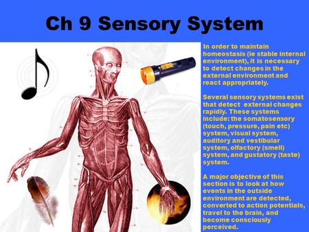Ch 9 Sensory System In order to maintain homeostasis (ie stable internal environment), it is necessary to detect changes in the external environment and.
