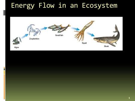 Energy Flow in an Ecosystem 1. __Food Chain_- a diagram that shows how energy flows from 1 organism to the next 2.