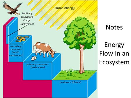Notes Energy Flow in an Ecosystem. Initial Energy Source Sunlight is the main energy source for life on Earth!