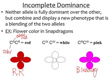 Incomplete Dominance Neither allele is fully dominant over the other, but combine and display a new phenotype that is a blending of the two alleles EX: